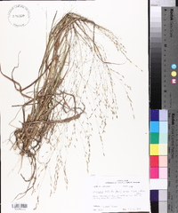 Eragrostis refracta image