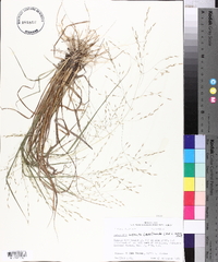 Eragrostis refracta image