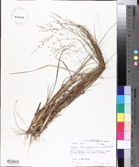 Eragrostis refracta image