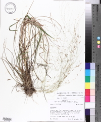 Eragrostis refracta image