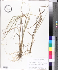 Eragrostis refracta image