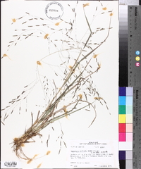 Eragrostis refracta image