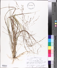 Eragrostis refracta image