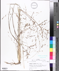 Eragrostis refracta image