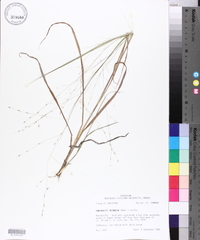 Eragrostis refracta image