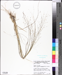 Eragrostis refracta image