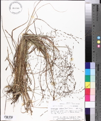 Eragrostis refracta image