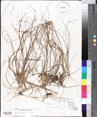 Eragrostis refracta image