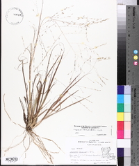 Eragrostis refracta image