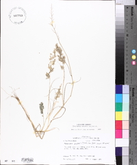 Eragrostis secundiflora image