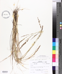 Eragrostis secundiflora image