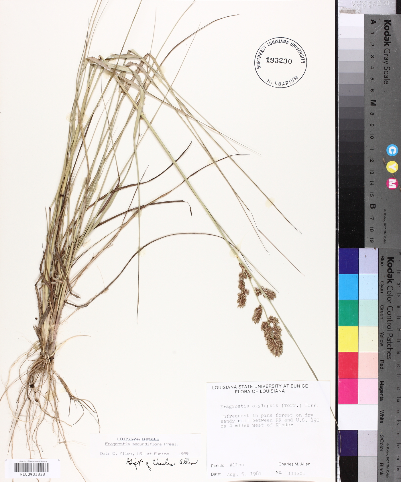 Eragrostis secundiflora image