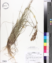 Eragrostis secundiflora image