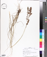 Eragrostis secundiflora image