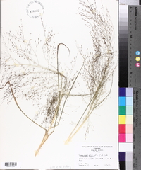 Eragrostis capillaris image