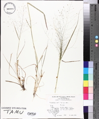 Eragrostis capillaris image