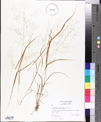 Eragrostis capillaris image