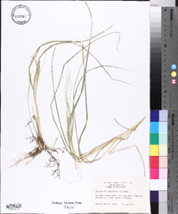 Eragrostis capillaris image