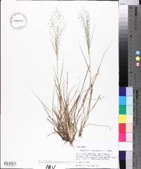 Eragrostis capillaris image