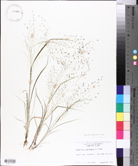 Eragrostis capillaris image