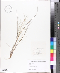 Eragrostis capillaris image