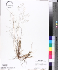 Eragrostis capillaris image