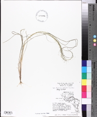 Eragrostis capillaris image