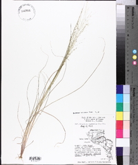 Eragrostis capillaris image