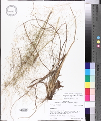 Eragrostis capillaris image