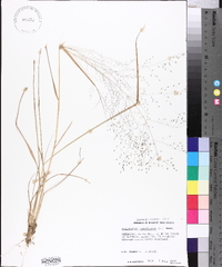 Eragrostis capillaris image