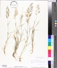 Eragrostis barrelieri image