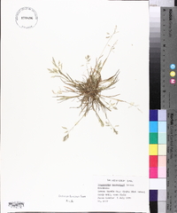 Eragrostis barrelieri image