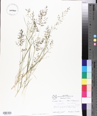 Eragrostis barrelieri image