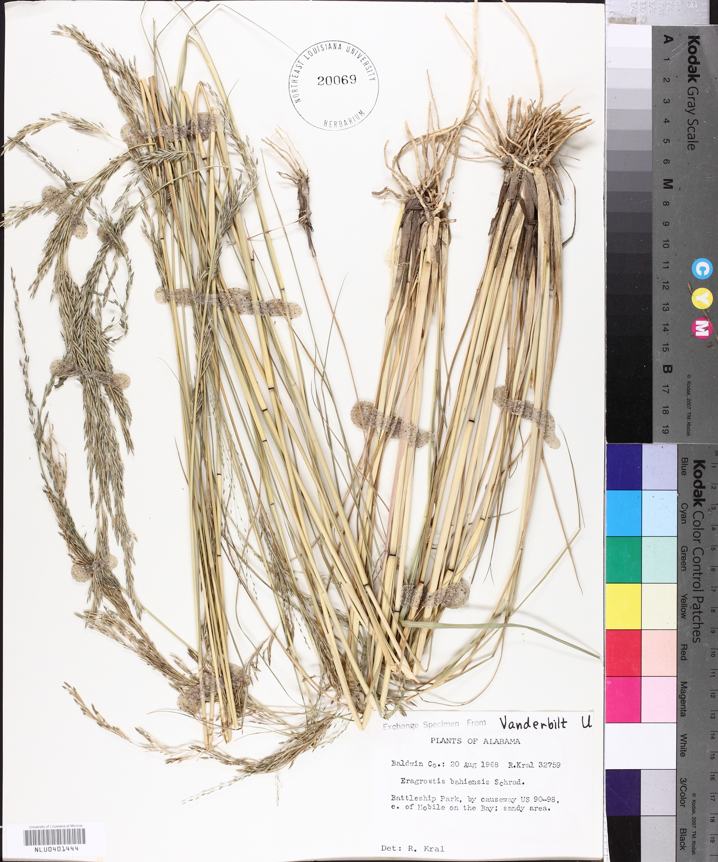 Eragrostis bahiensis image