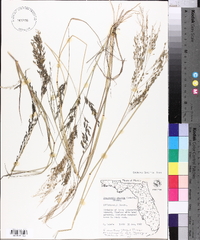 Eragrostis nutans image