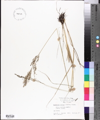 Eragrostis nutans image