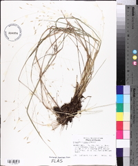 Eragrostis elliottii image