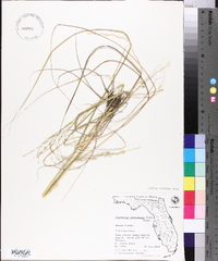 Eragrostis domingensis image