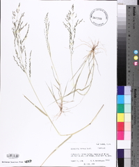 Eragrostis pectinacea var. pectinacea image