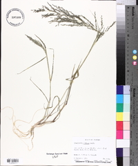 Eragrostis japonica image