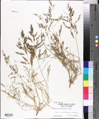 Eragrostis pectinacea var. pectinacea image