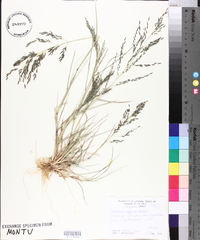 Eragrostis pectinacea var. pectinacea image