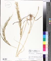 Eragrostis japonica image