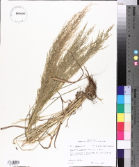 Eragrostis japonica image