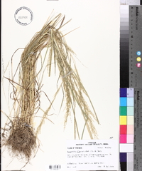 Eragrostis japonica image