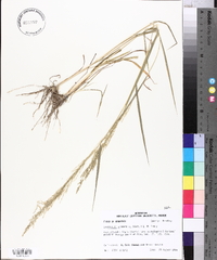 Eragrostis japonica image