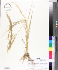 Eragrostis japonica image