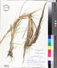 Eragrostis japonica image