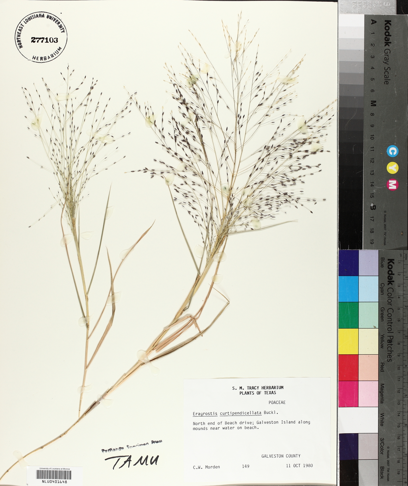 Eragrostis curtipedicellata image