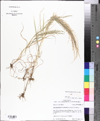 Eragrostis japonica image